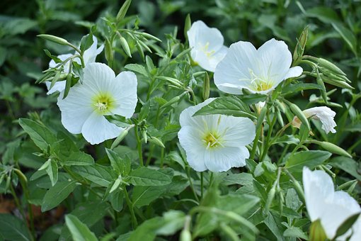 Free Small White Flowers Flowers photo and picture