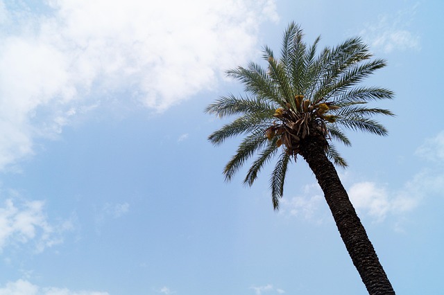Free Palm Tree photo and picture