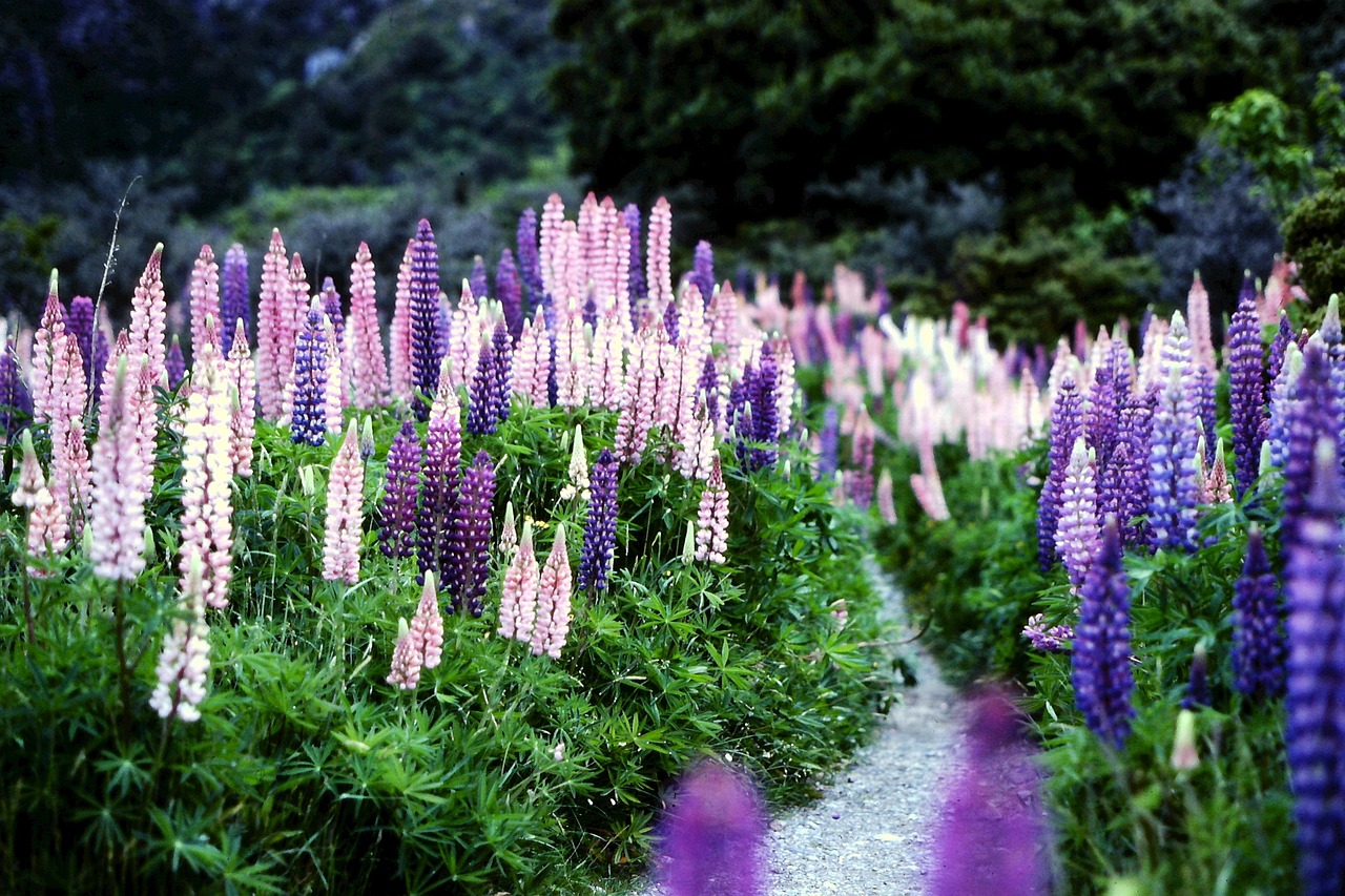 New Zealand Flowers Lupins Free photo on Pixabay Pixabay