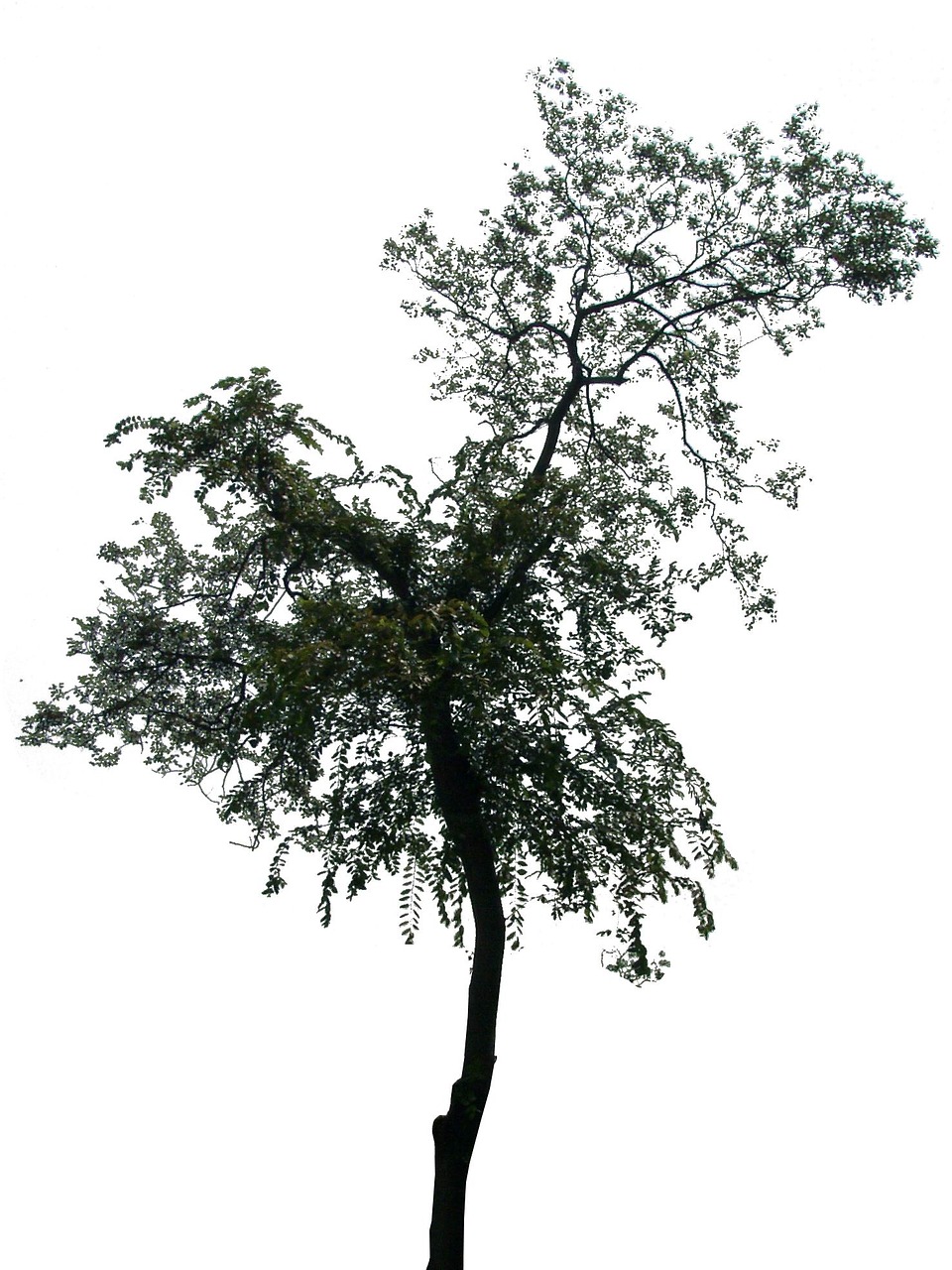 Unknow Name Tree - Pixabay上的免费图片 - Pixabay