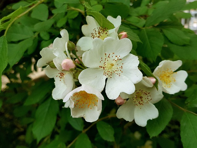 Free Multiflora Flower Spring photo and picture
