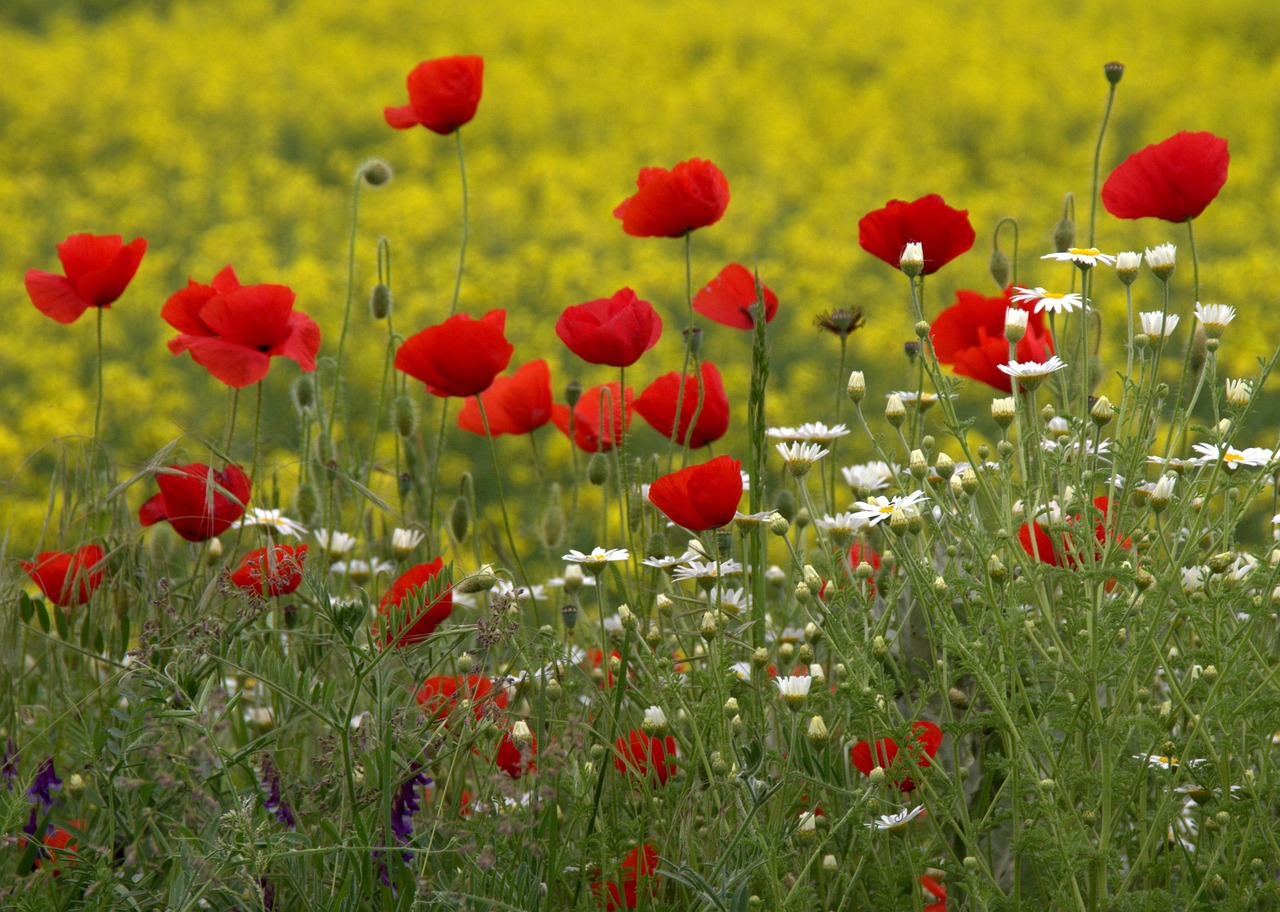 Poppies Camp Red · Free photo on Pixabay