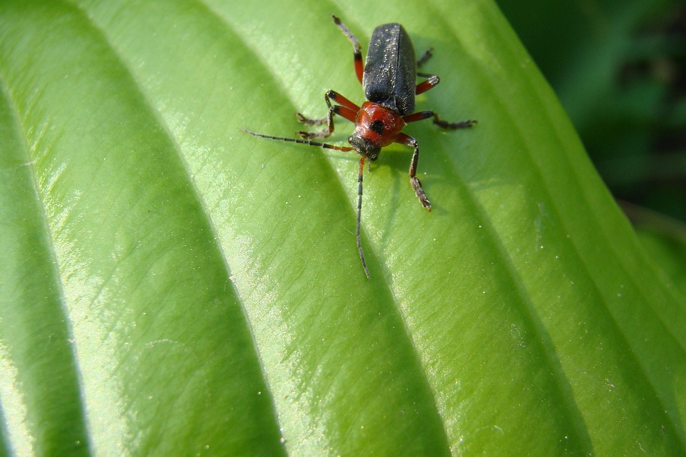 Cockroach Nature Green - Free photo on Pixabay