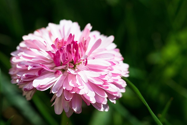 Free Daisy Spring photo and picture