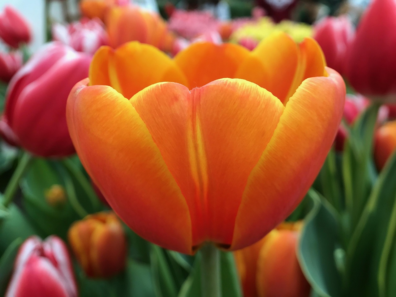 Orange Fleur - Photo gratuite sur Pixabay - Pixabay