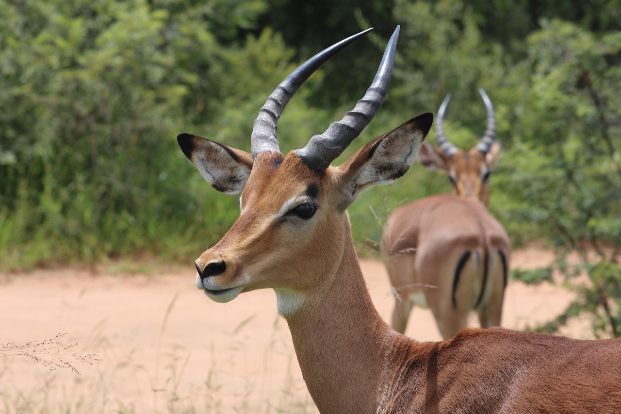 10 000 Free Antelope Horns Antelope Images Pixabay 10 000 Free Antelope Horns Antelope Images Pixabay