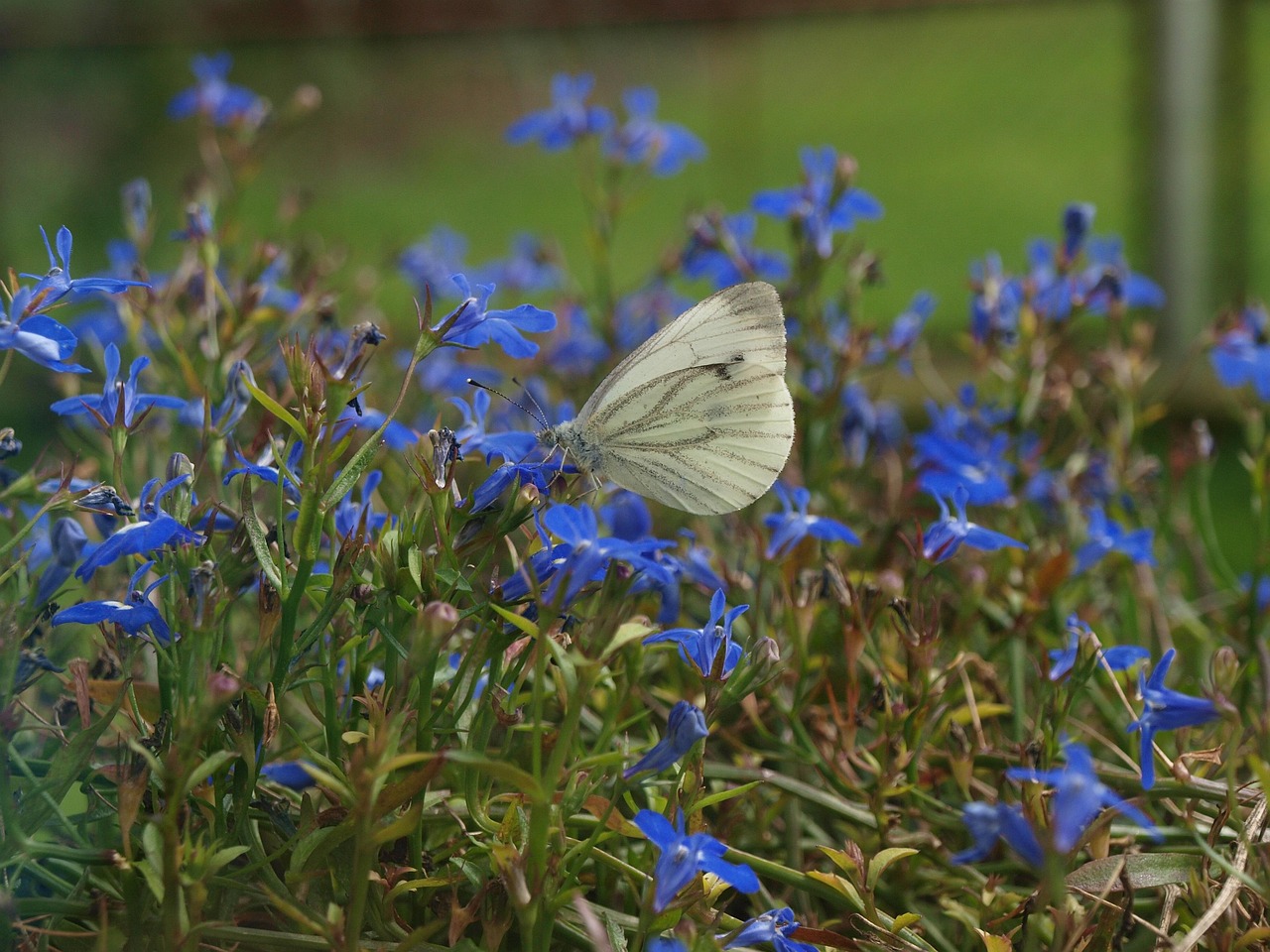 Butterfly In Flowers Free photo on Pixabay Pixabay