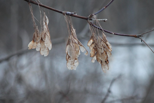 Free Winter Seeds photo and picture