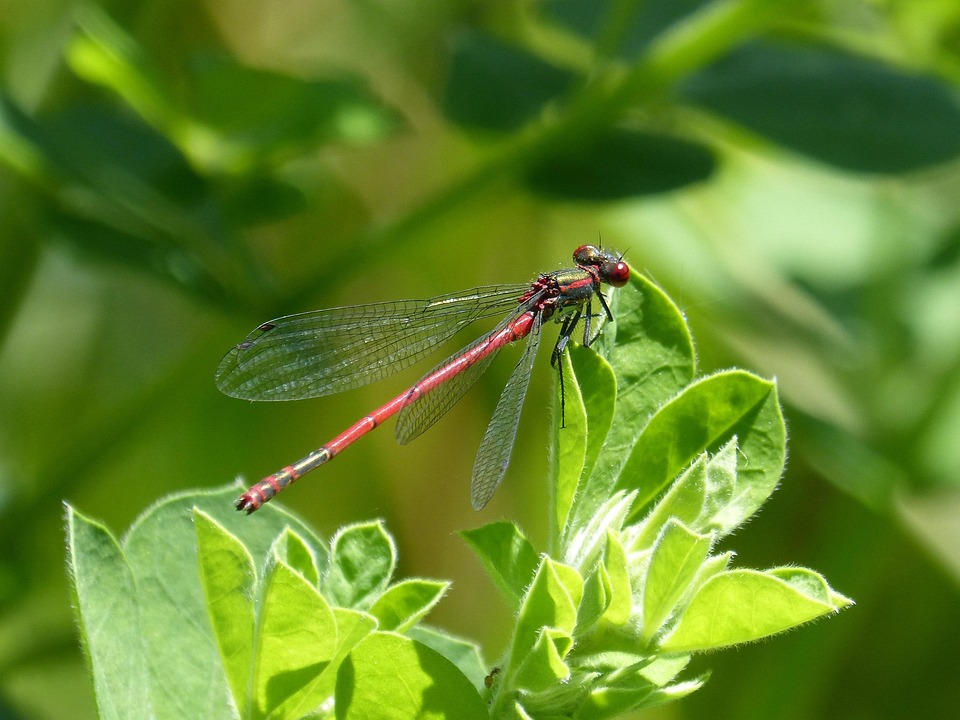 Free photo Dragonfly, Leaves, Red Dragonfly Free Image on Pixabay