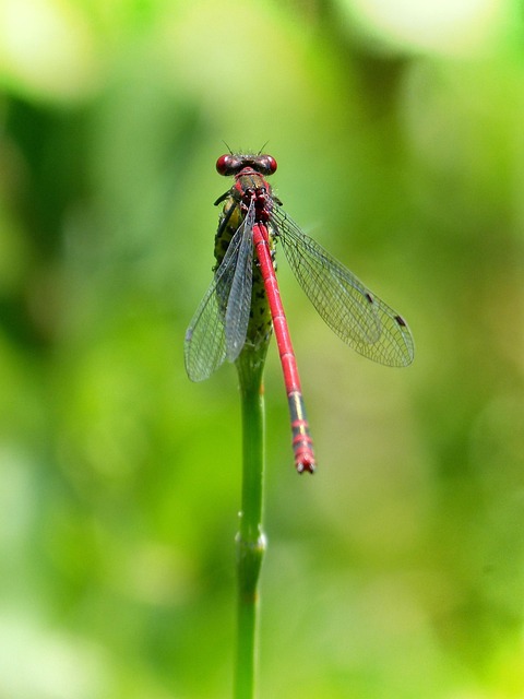 Libelle Vorbau Rote Kostenloses Foto Auf Pixabay Pixabay Libelle Vorbau Rote Kostenloses Foto Auf Pixabay Pixabay