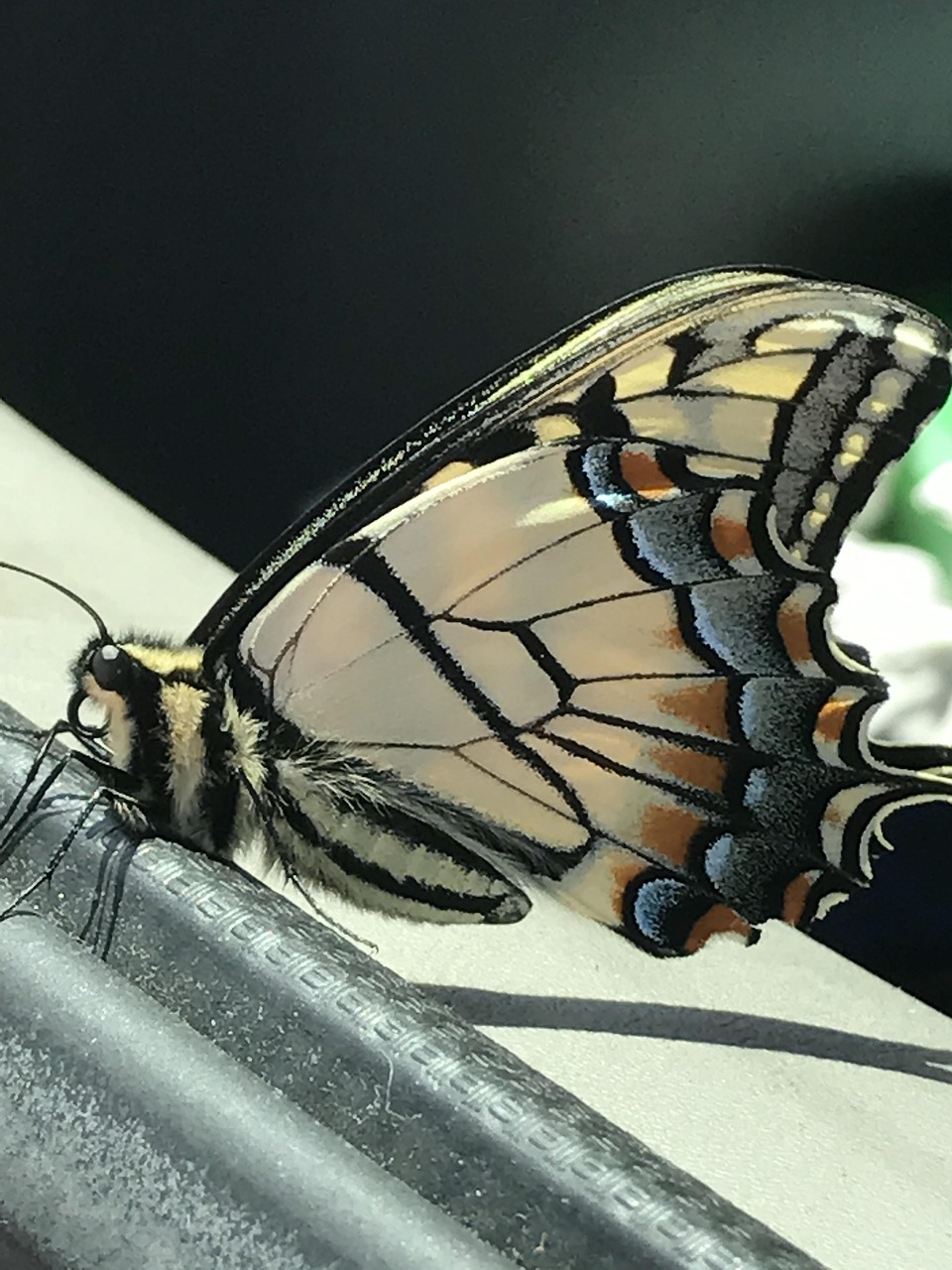 Mariposa De Cerca Ala Foto gratis
