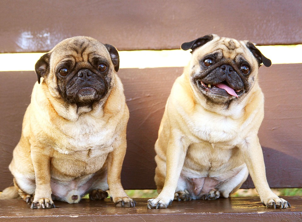 Pugs Bench Sitting Free Photo On Pixabay Pugs Bench Sitting Free Photo On Pixabay