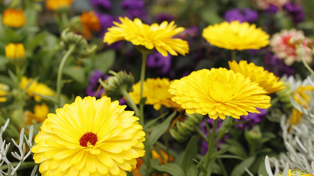 Fleur Color Fleurs Couleur La - Photo gratuite sur Pixabay