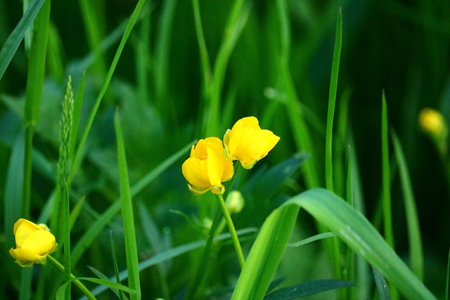 Free Buttercup Meadow photo and picture
