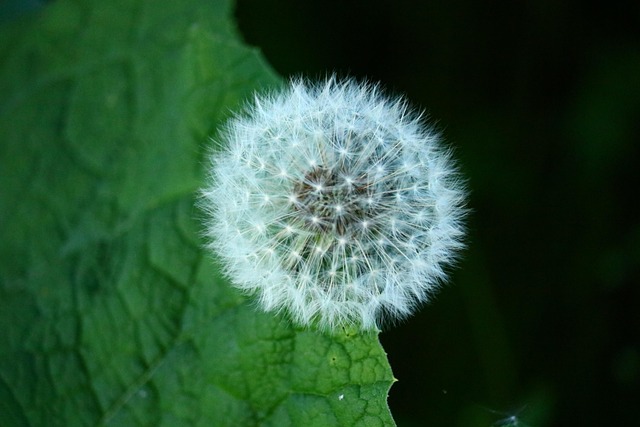 Free Dandelion Close Up photo and picture