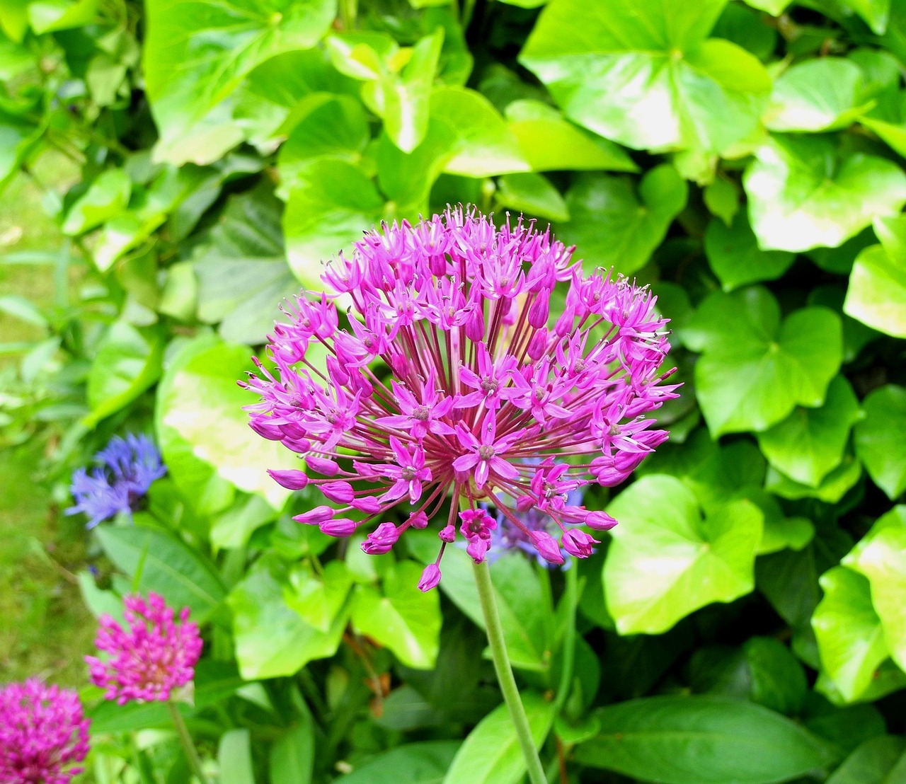 Onion Flower Díszhagyma Free photo on Pixabay Pixabay