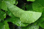 foliage, green leaf, raindrop