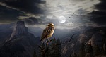 owl, night, moon