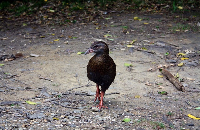 Oiseau Le Bec - Photo gratuite sur Pixabay - Pixabay
