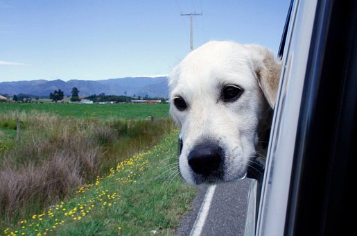 Chien, Ciel Bleu, Voiture