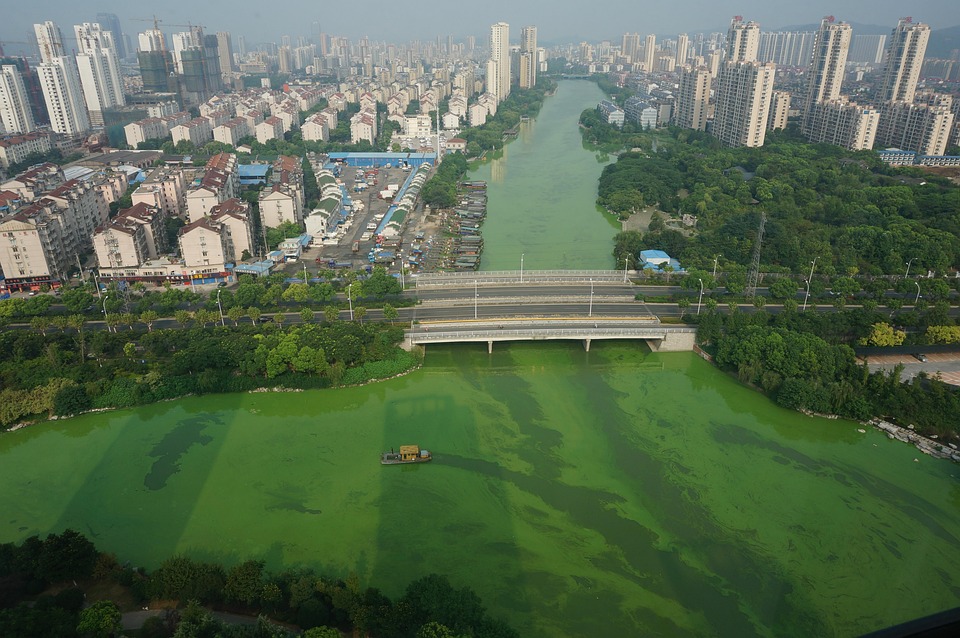 Cyanobacteria, Salvage, Bridge
