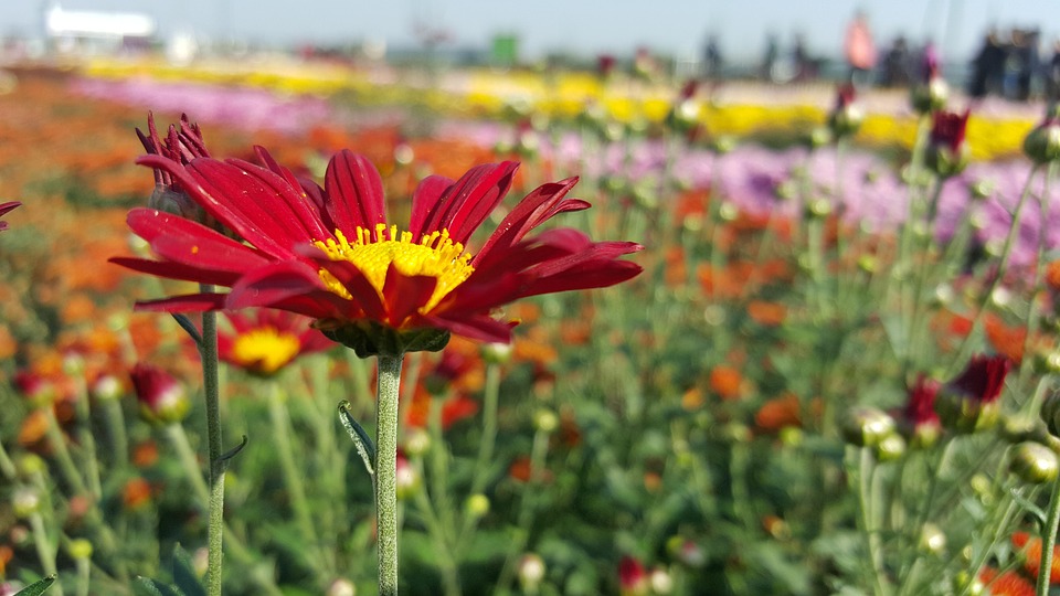 Chrysanthemum høst · gratis foto pÃ¥ pixabay Høstblomster