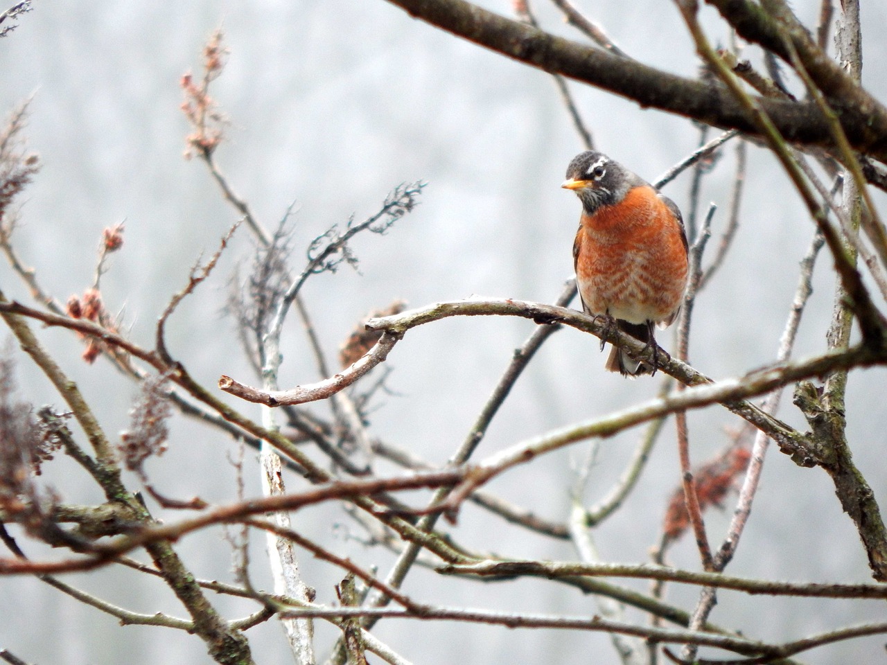 20+ Free Female Robin & Robin Images - Pixabay