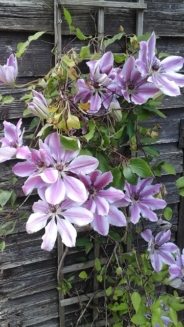 Free Clematis Trellis photo and picture