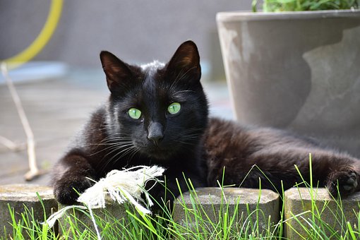 Free Cat Beast photo and picture