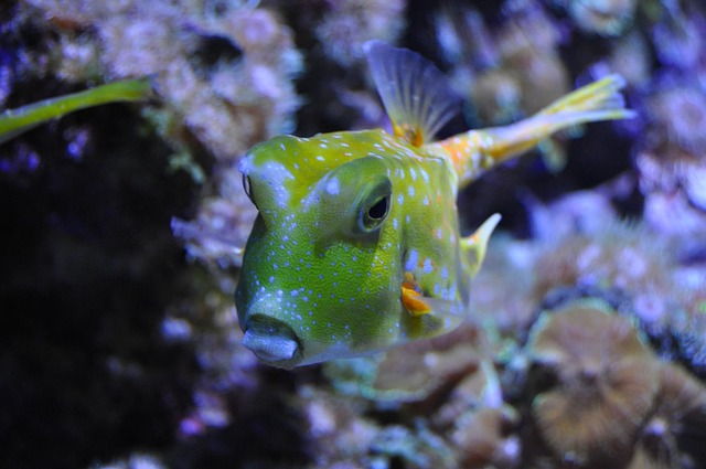 Free Fish Aquarium photo and picture
