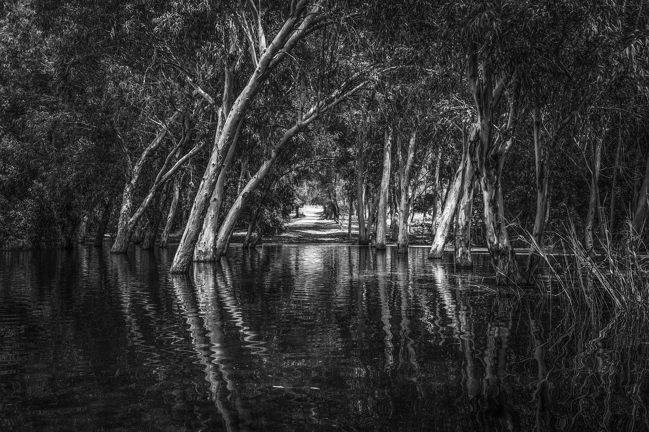 Lake Forest Park Free photo on Pixabay Pixabay