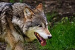 wolf, wild animal, beautiful