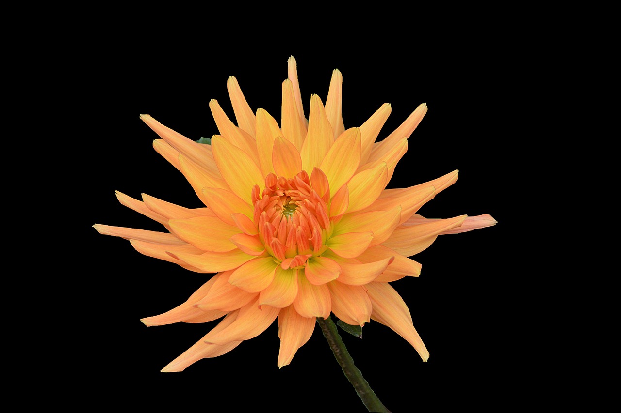 Chrysanthemum Flower Petals Free photo on Pixabay Pixabay