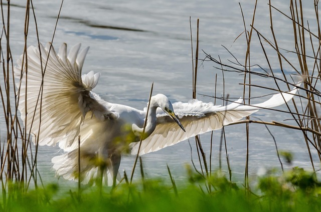 Free Egret Bird photo and picture