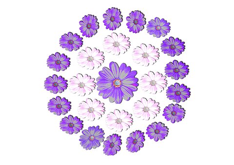 Free Daisy Flower illustration and picture