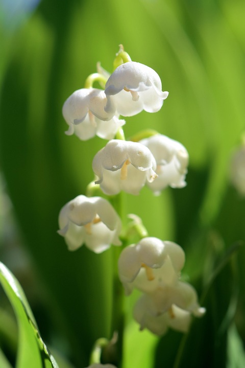 Lily Of The Valley Flower Spring Free Photo On Pixabay