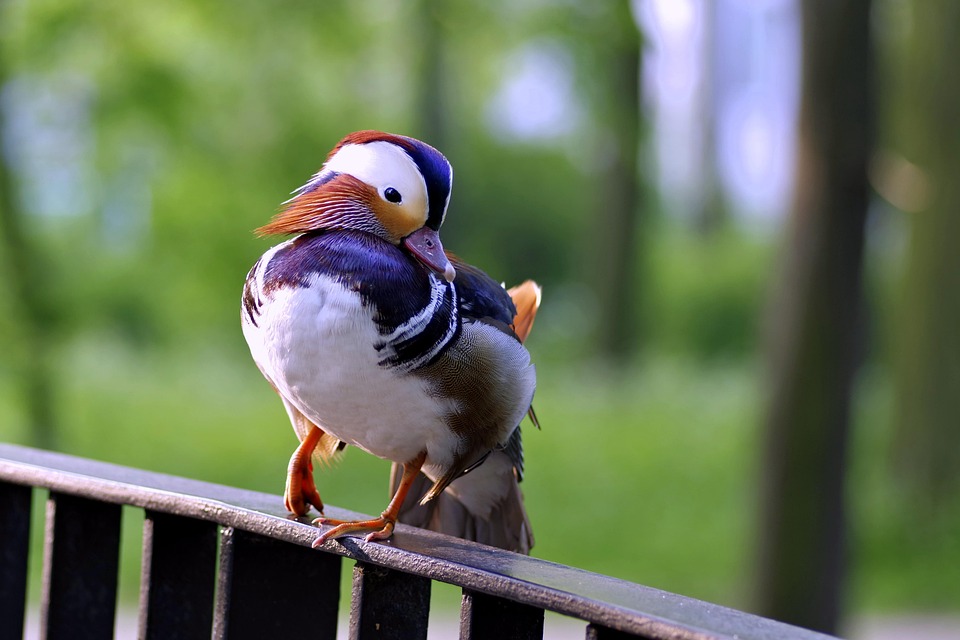 Tangerine Bird Duck Free photo on Pixabay