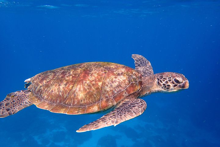 500+ Free Sea Turtle & Turtle Images - Pixabay