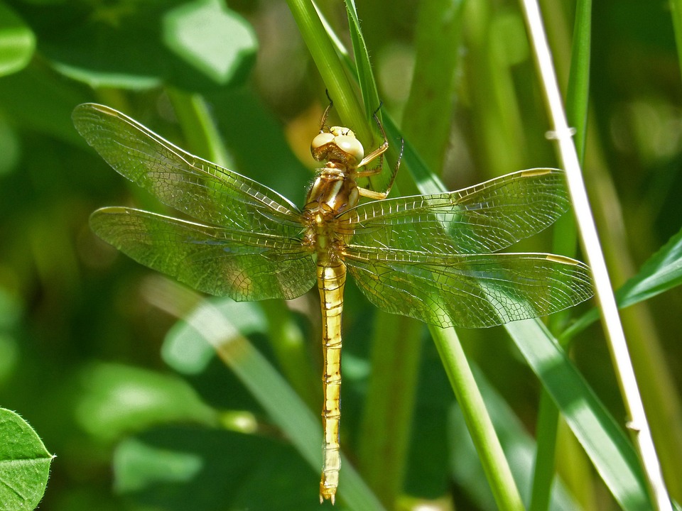 Golden Dragonfly Sympetrum - Free photo on Pixabay