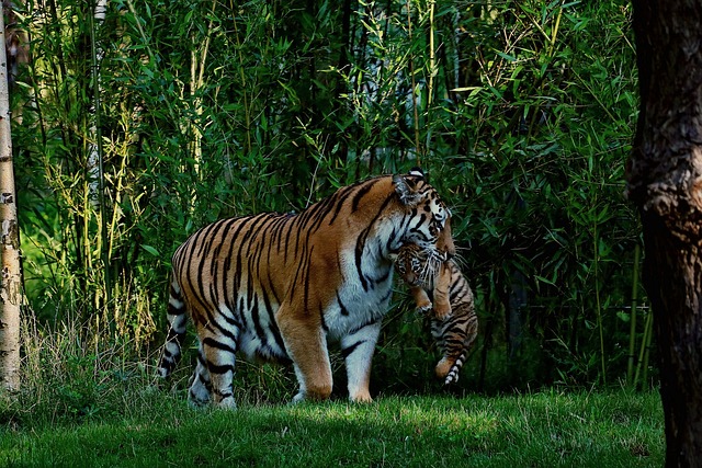 Tiger, Tigerbaby, Mutter Und Kind