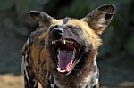 hyena, laughs, funny