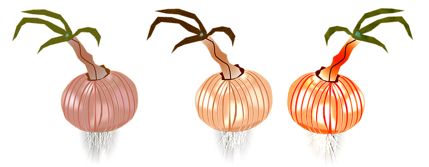 Free Onion Onions illustration and picture