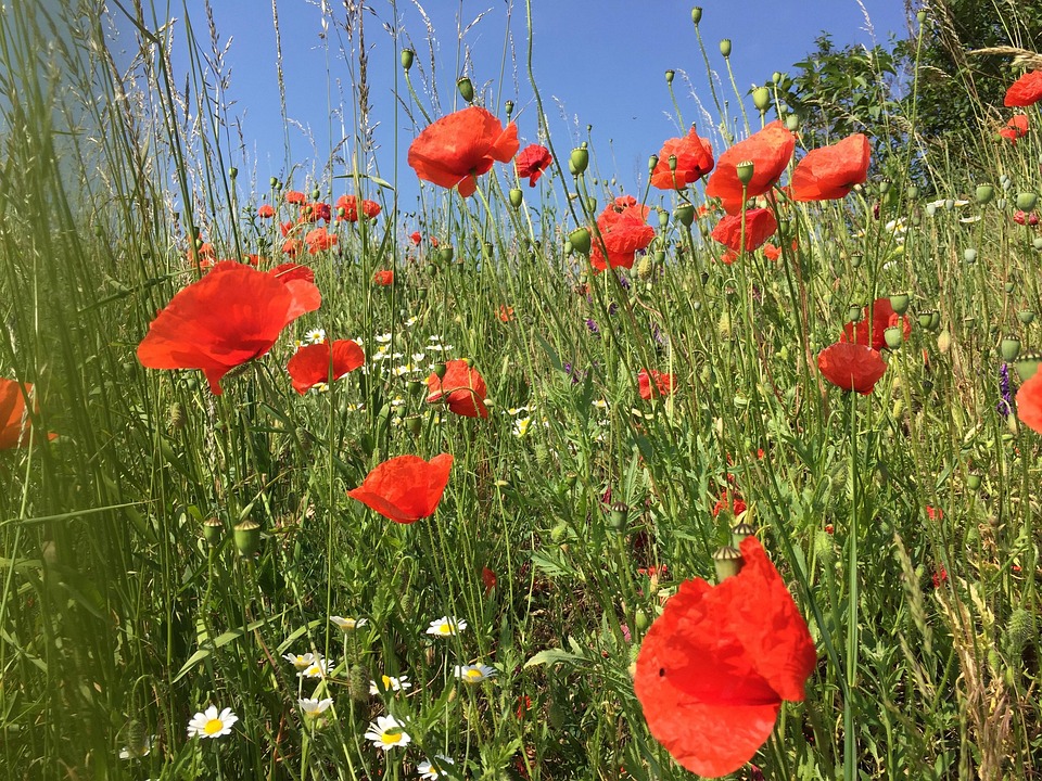 Poppy Spring Field Right In The - Free photo on Pixabay - Pixabay