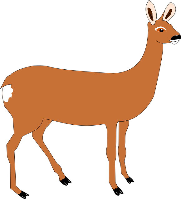 Free Roe Forest vector and picture