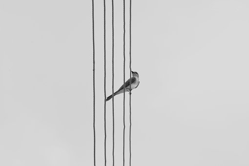 Vogel, Natur, Birdie, Interieur, Tiere