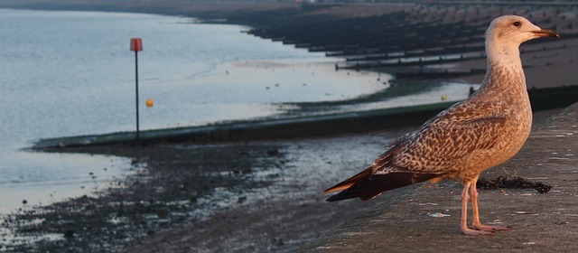 Free Bird Sea photo and picture
