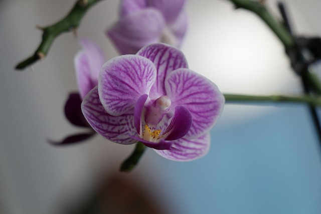 Free Flower Purple Flower photo and picture