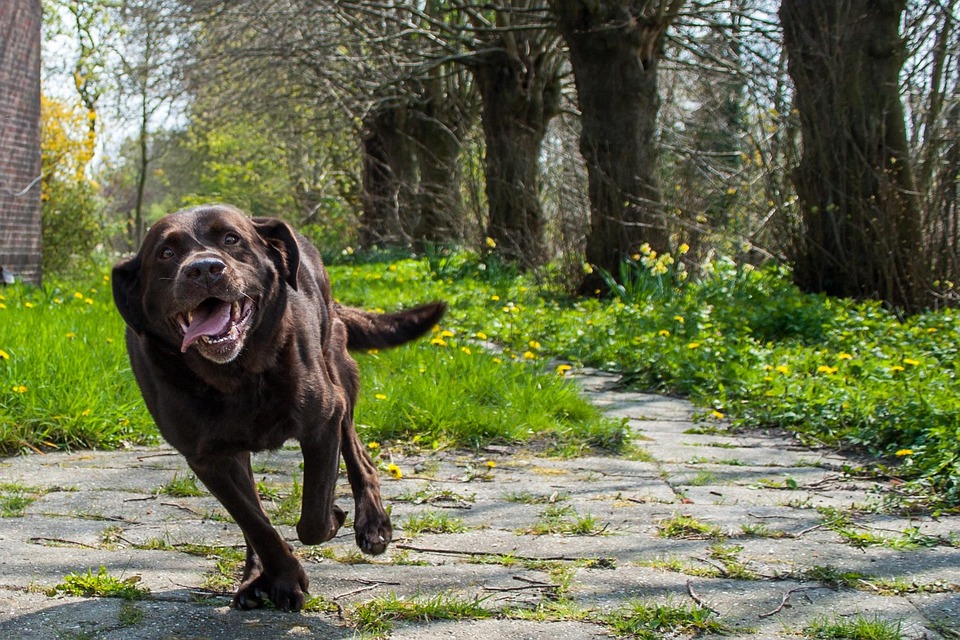 A Dog Run Meaning