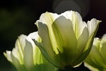 tulips, green, flowerbed