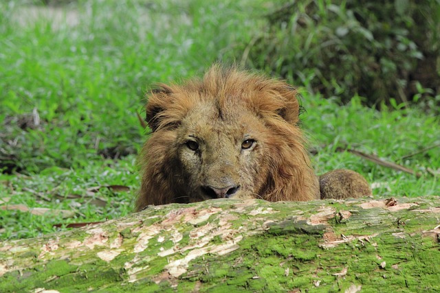 Free Lion Animal photo and picture